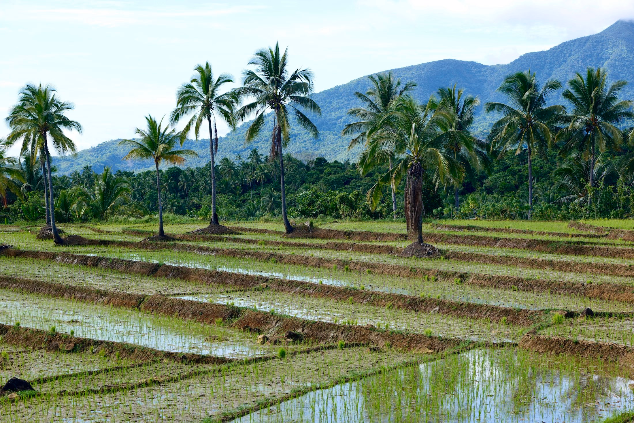 Agricultural land in the Philippines showing the relationship between terrain and use